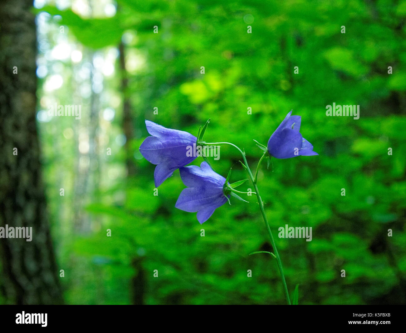 blue flower bell in the woods in Russia Tula oblast Stock Photo