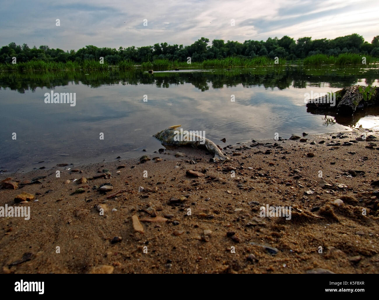 Dead fish water pollution river hi-res stock photography and images - Alamy