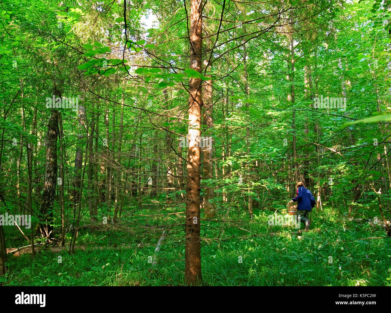 mushroom pickers collect mushrooms in the Russian forest, Tula oblast Stock Photo