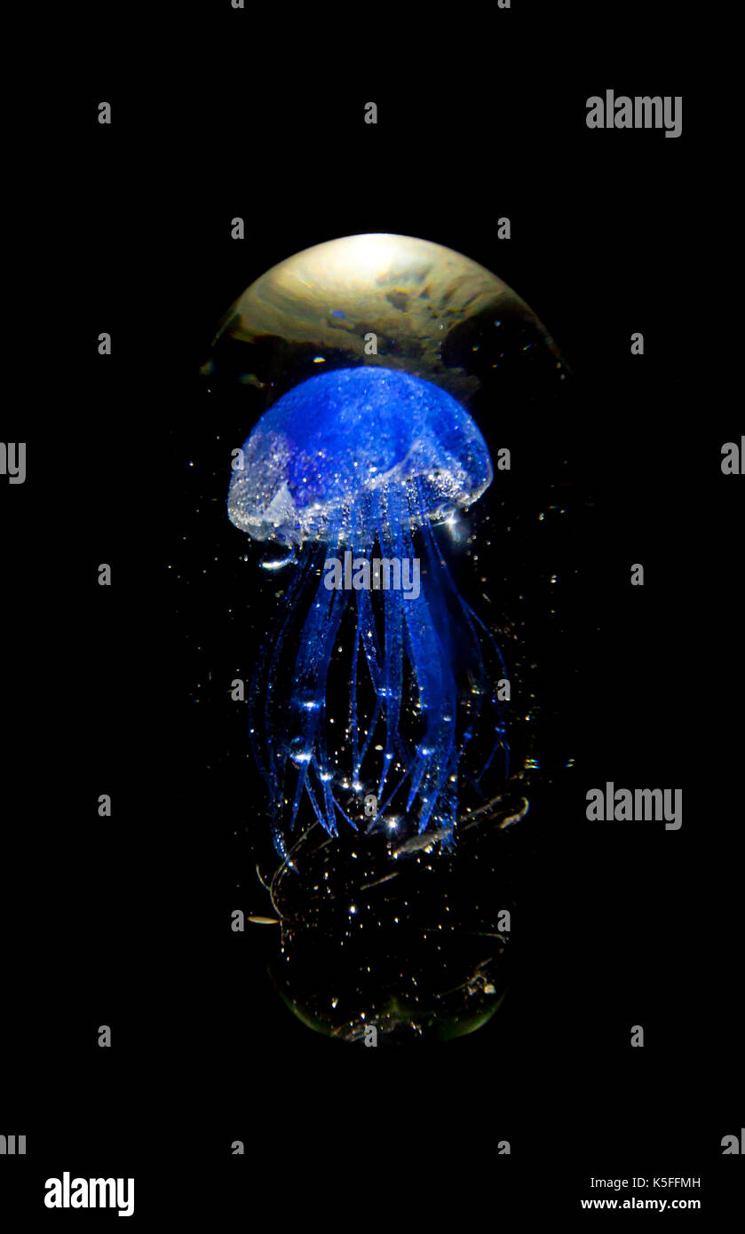 Beautiful blue jellyfish on a black background Stock Photo - Alamy