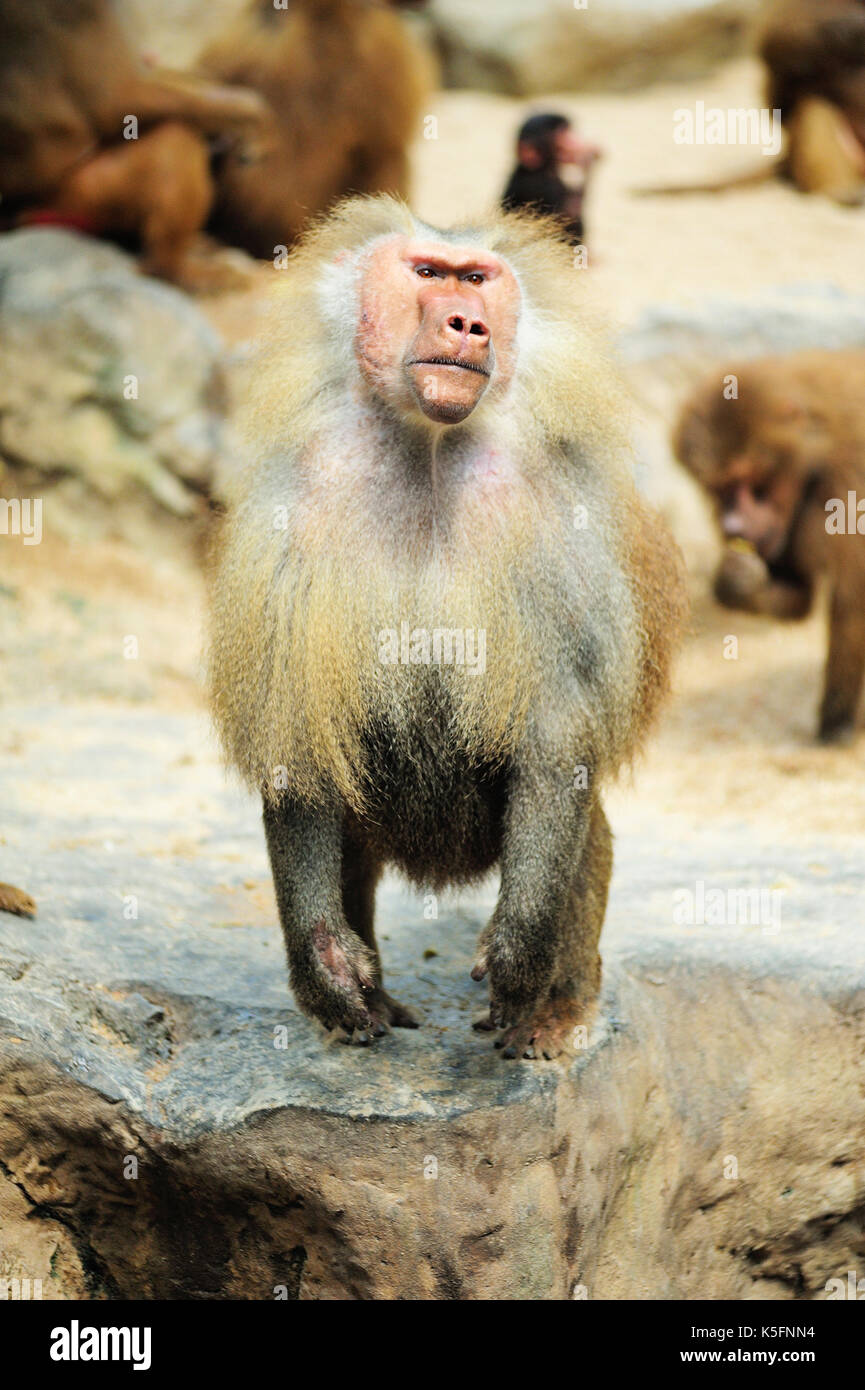 Close-Up Of Baboon Sitting on roack Stock Photo