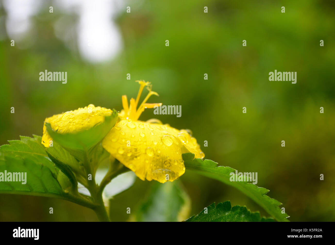 Close up of yellow flower with water drops in the garden with green soft background. Photographed just after the rains in the monsoon season. Stock Photo
