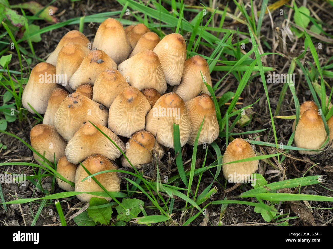 Poisonous mushrooms Coprinellus micaceus Stock Photo