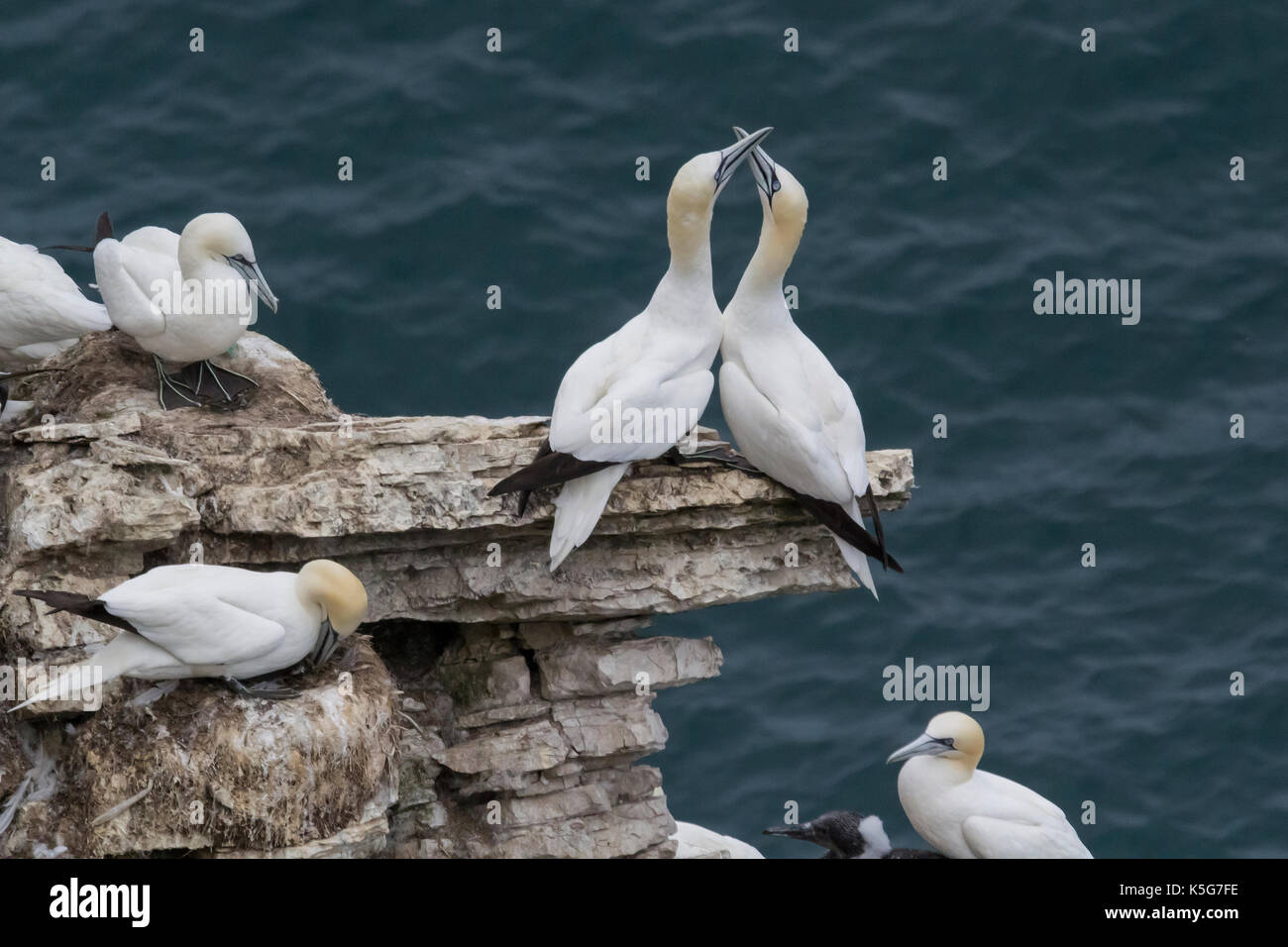 Pair of Gannets in nesting colony exhibiting courtship behaviour Stock Photo