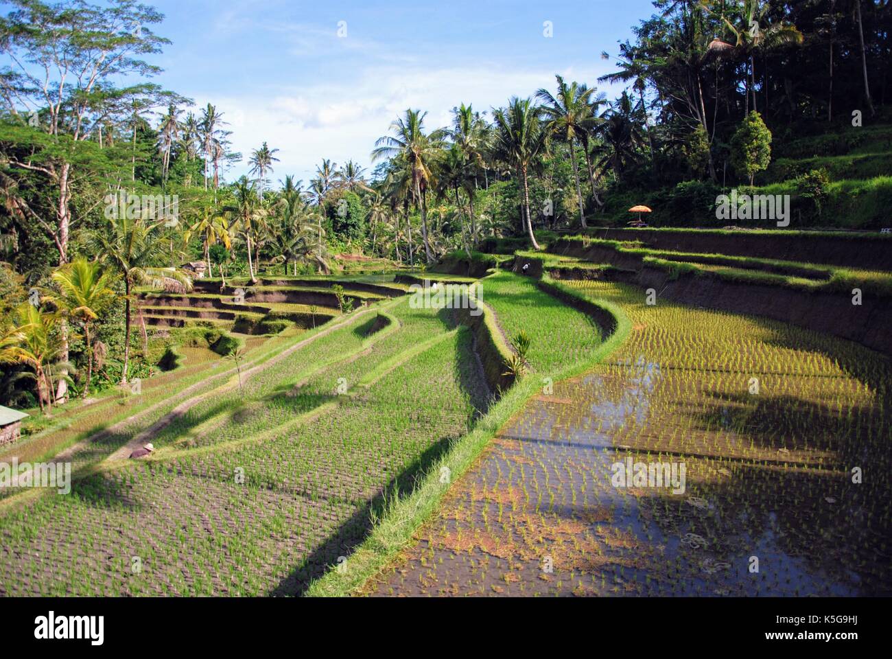 view of bali countryside during the day, indonesia Stock Photo - Alamy