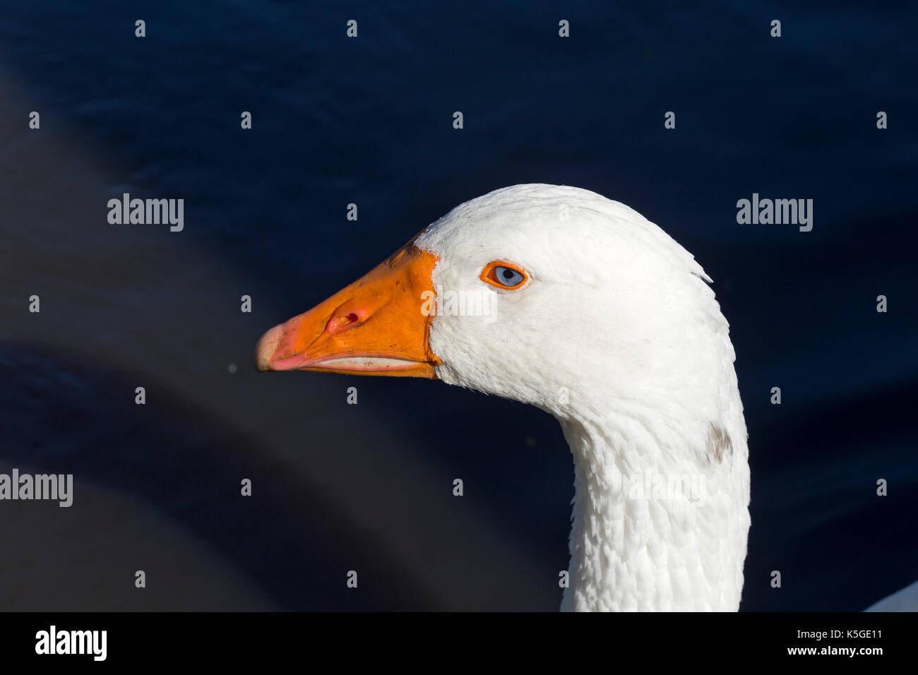 portrait of a goose Stock Photo