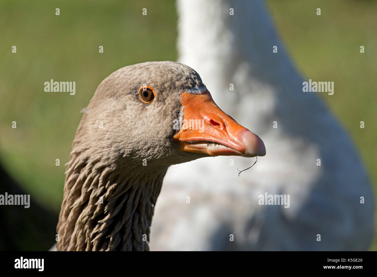 portrait of a greylag goose (Anser anser) Stock Photo