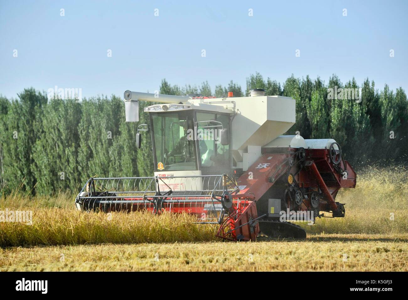 Ili, China's Xinjiang Uygur Autonomous Region. 8th Sep, 2017. A harvester works on an organic rice field in Ili Kazakh Autonomous Prefecture, northwest China's Xinjiang Uygur Autonomous Region, Sept. 8, 2017. Credit: Hu Huhu/Xinhua/Alamy Live News Stock Photo