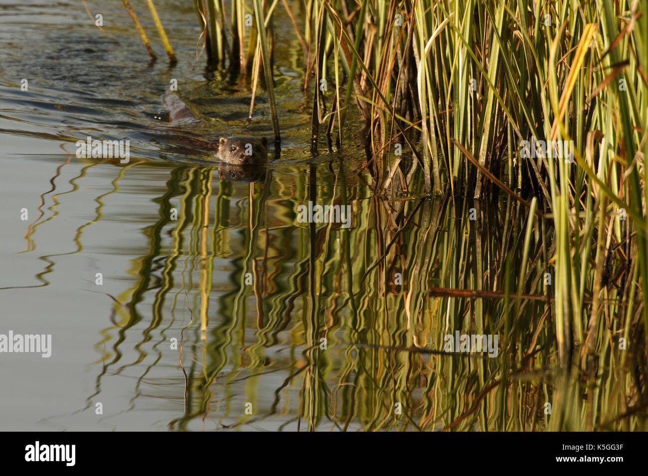 Brandon Marsh  Warwickshire Wildlife Trust