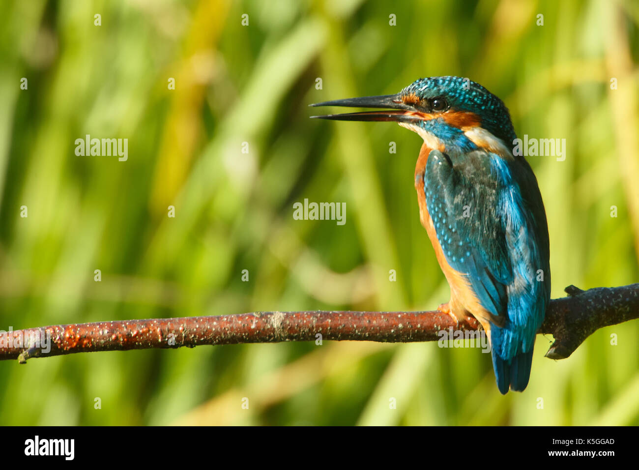 Kingfisher from Carlton Hide - Picture of Brandon Marsh Nature