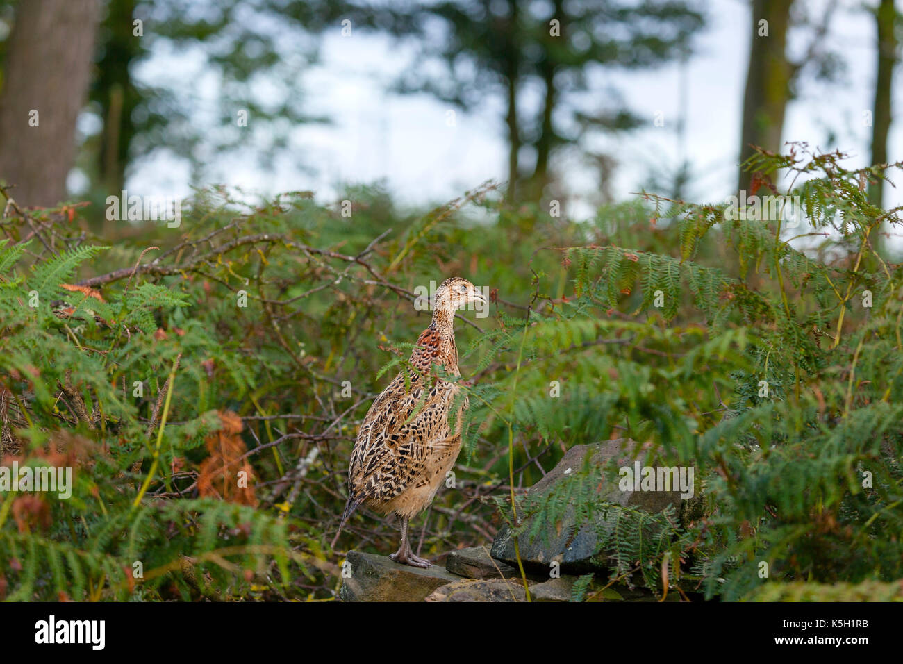Young Pheasant (Phasianidae Family) Released for the Shooting Season UK Stock Photo