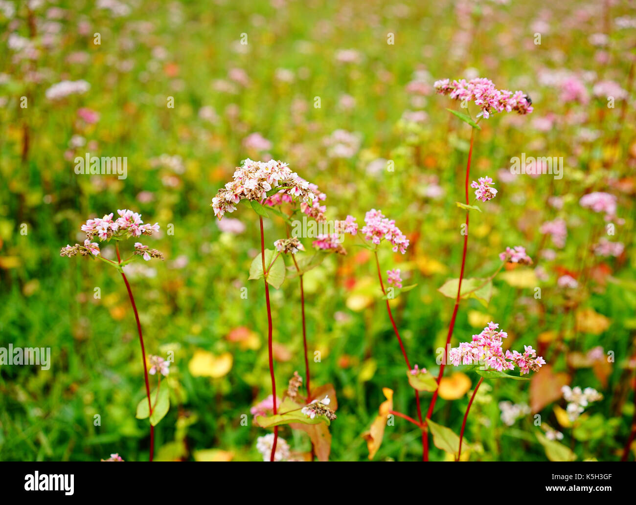 Hill of buckwheat flowers at sunny day in Thimphu, Bhutan Stock Photo