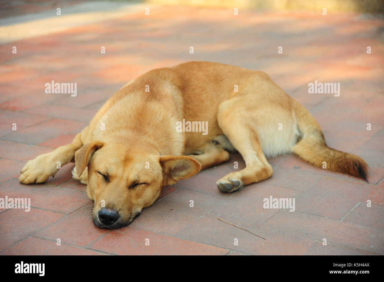 Dog sleeping on the floor. Stock Photo