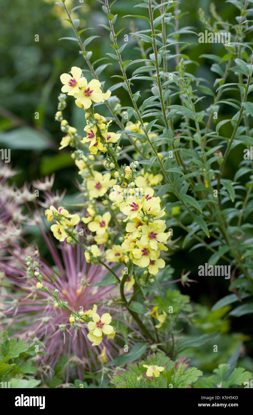 Verbascum chaixii 'Sixteen Candles' in an herbaceous border. Stock Photo
