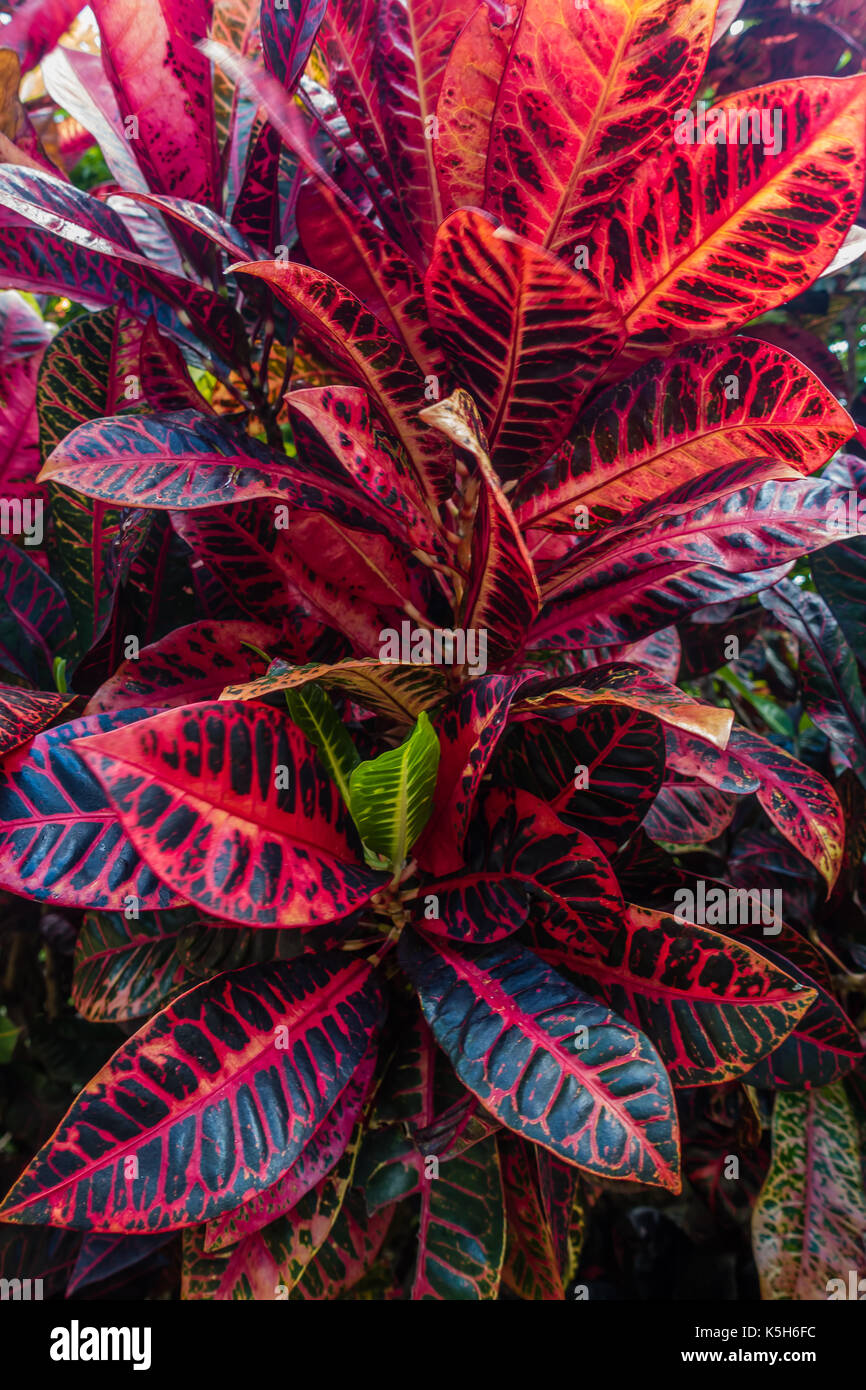 A closeup shot of a colorful Croton plant on Maui, Hawaii. Stock Photo