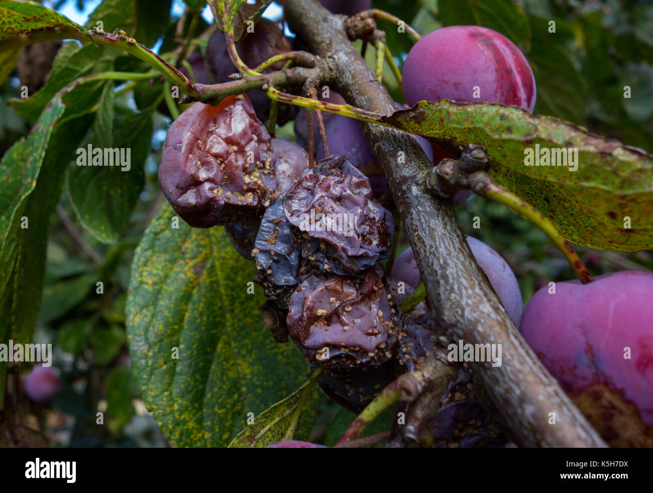 Unpicked plums fruit hires stock photography and images Alamy