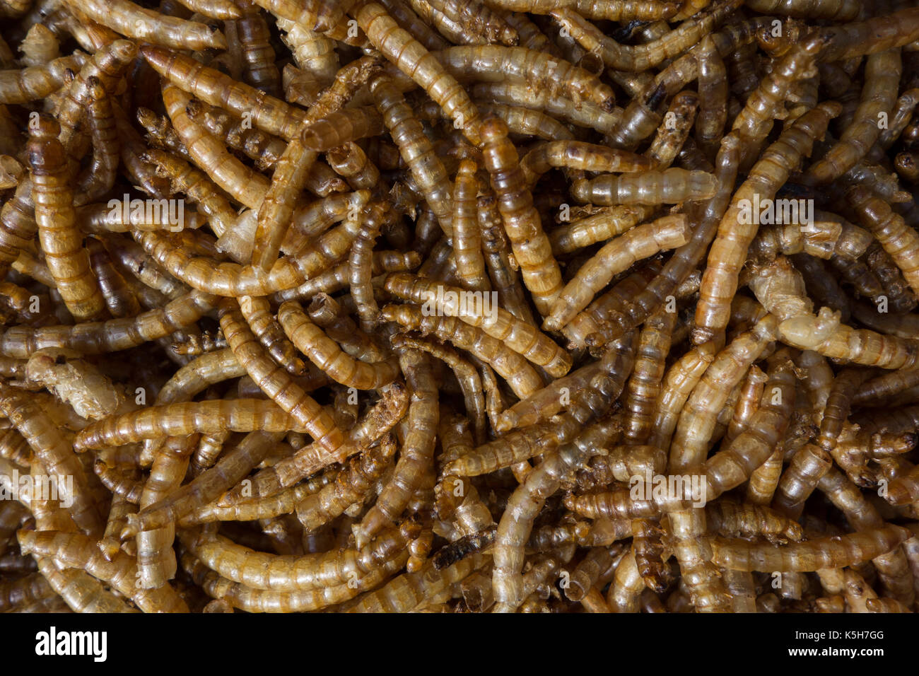 Dried mealworms hires stock photography and images Alamy