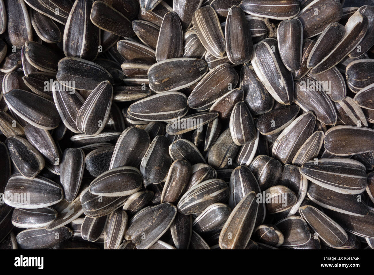 Closeup of Sunflower seeds in shells UK Stock Photo