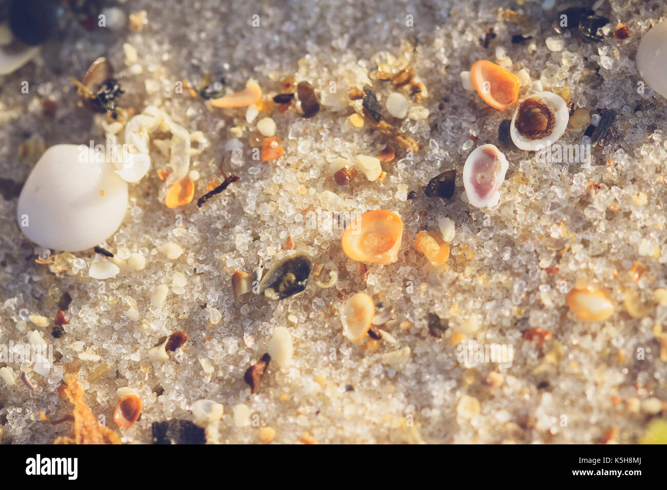 seashells on beach Stock Photo Alamy