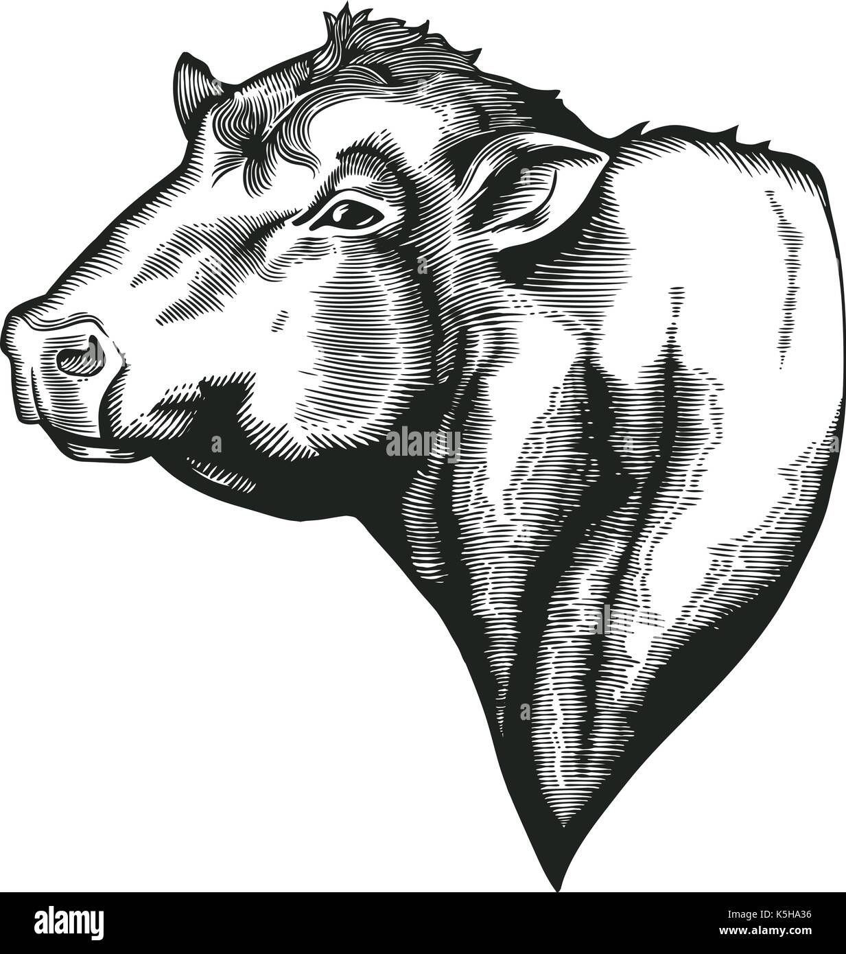 Head of bull of dangus breed drawn in vintage woodcut style. Farm animal isolated on white background. Vector illustration for agricultural market identity, products logo, advertisement Stock Vector