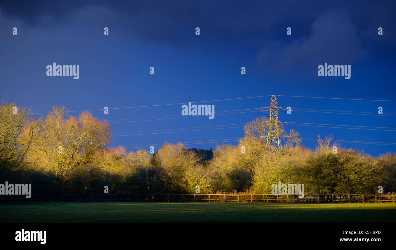 Woodland scene with electricity pylon and cables running through wood