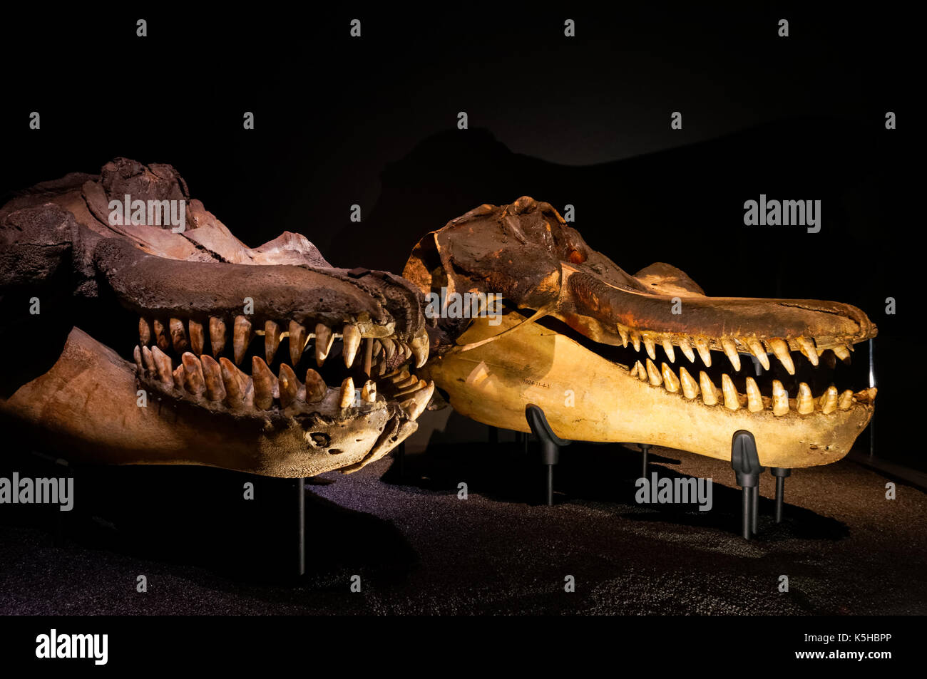 Killer whale skulls Stock Photo