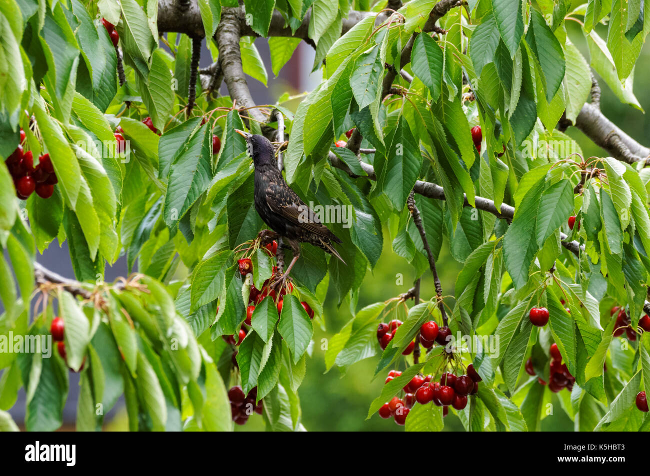 European starling Sturnus vulgaris eating cherries on cherry tree Stock Photo