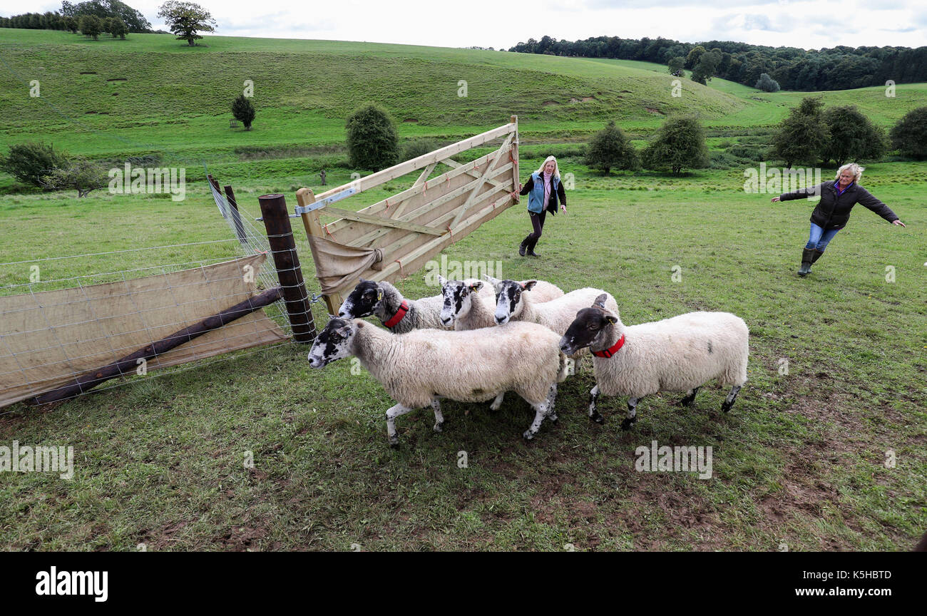 Sheep are taken off the arena during the International Sheep Dog Trials at Lodge Park in Northleach, Gloucestershire. Stock Photo