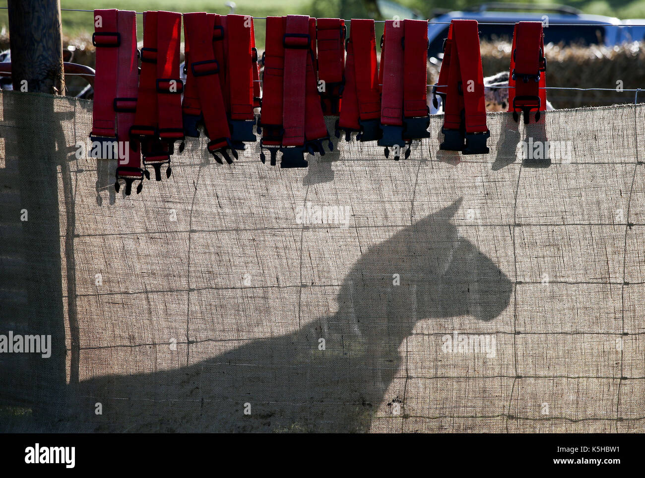 A sheep is silhouetted in a holding pen after being taken off the arena during the International Sheep Dog Trials at Lodge Park in Northleach, Gloucestershire. Stock Photo