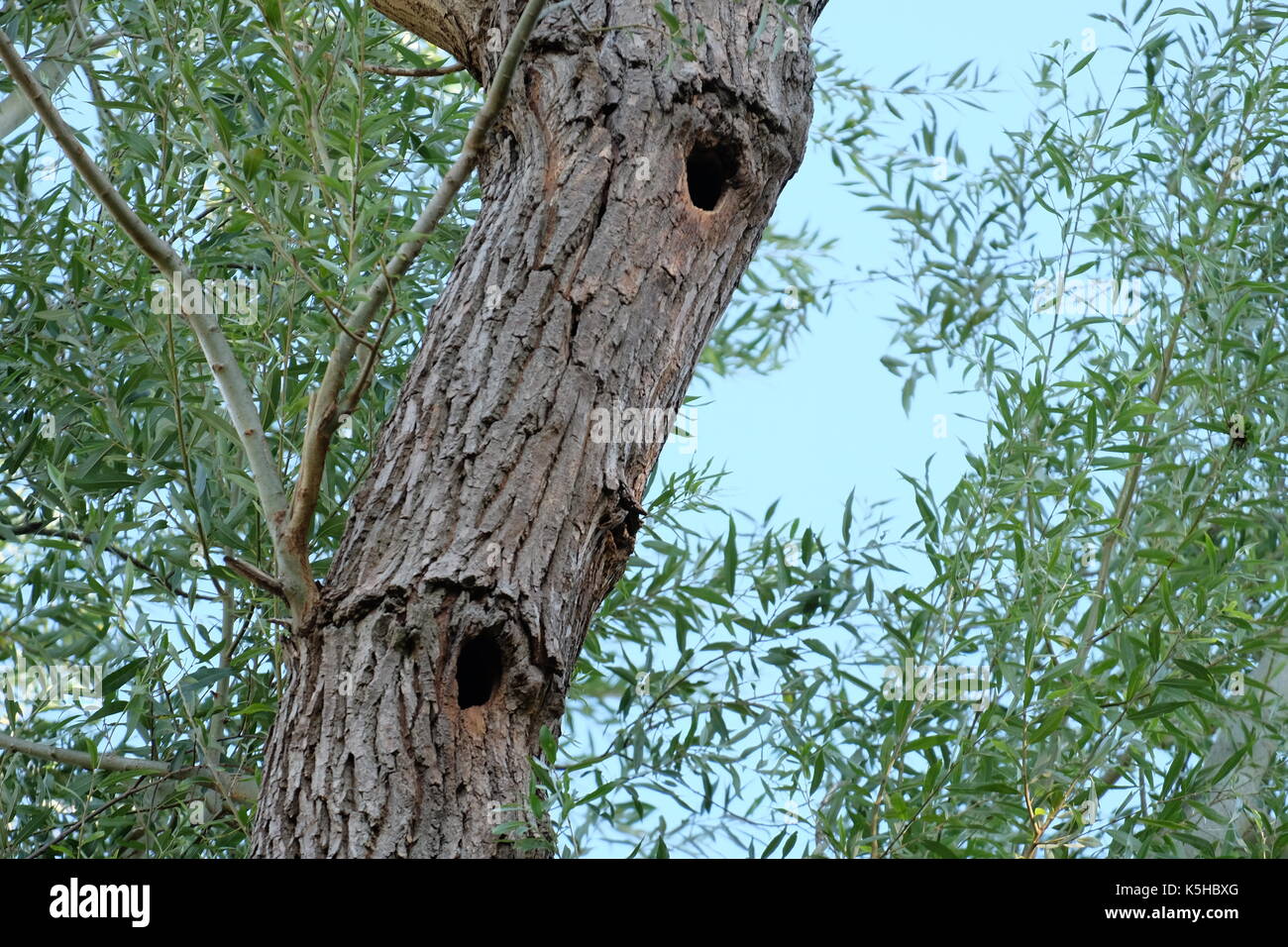bird nest holes Stock Photo Alamy