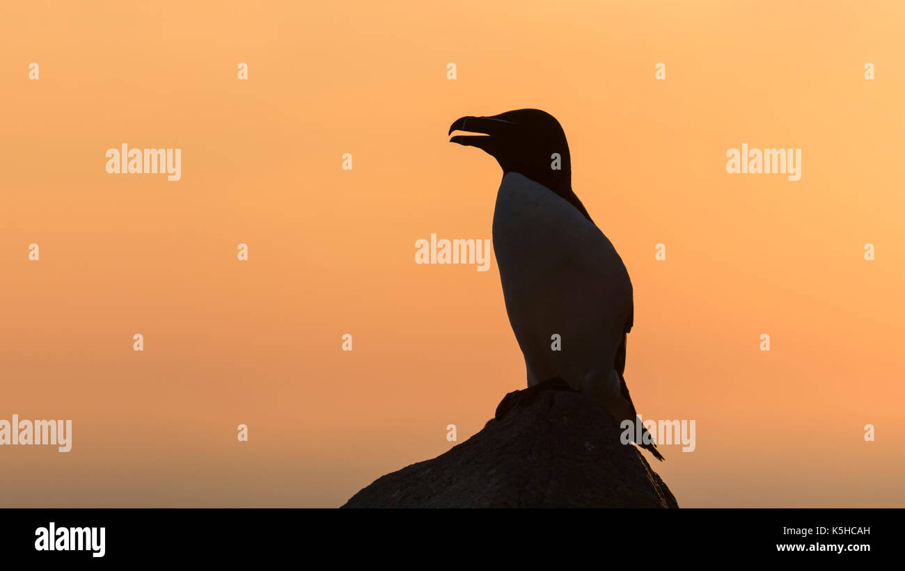 Razorbill Stock Photo