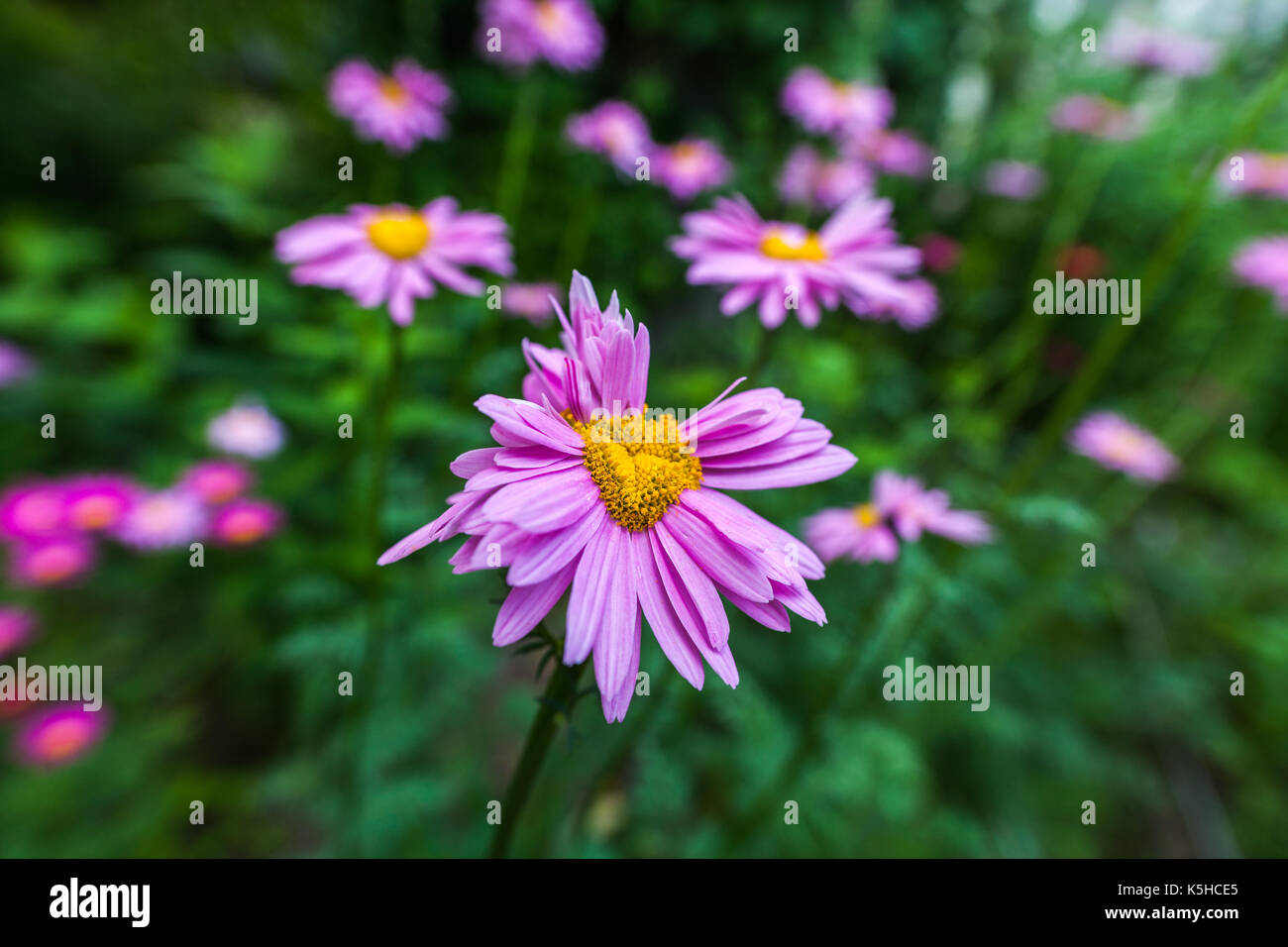 Abnormal flowers. Double headed pink daisies. Natural blurred background. Stock Photo