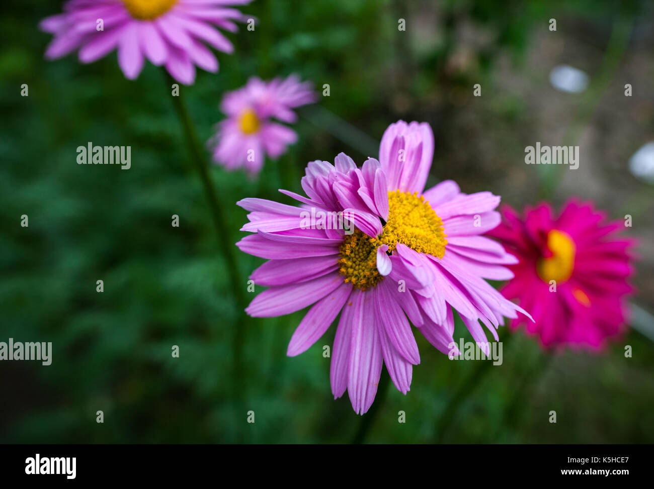 Abnormal flowers. Double headed pink daisies. Natural blurred background. Stock Photo