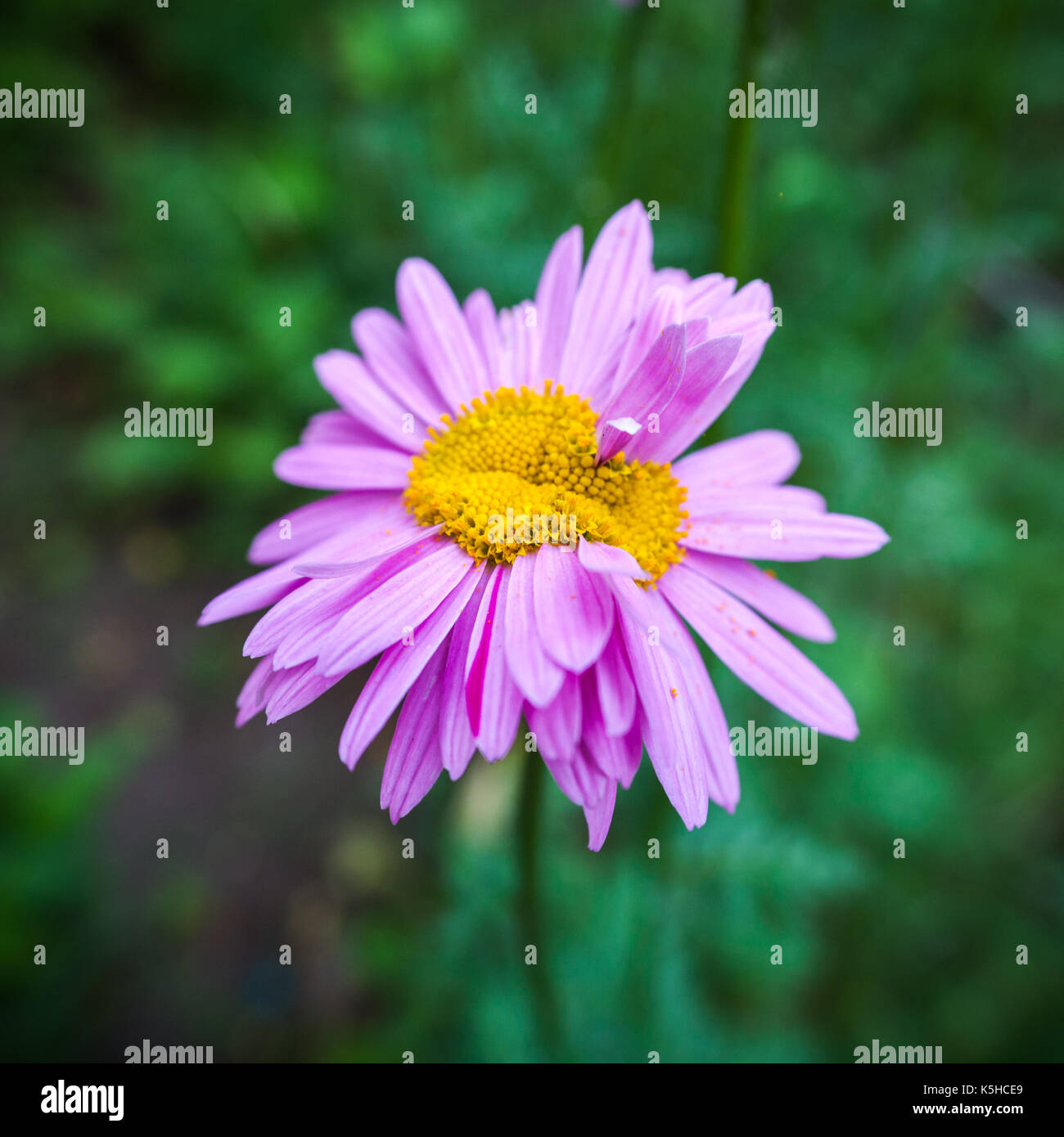 Abnormal flower. Double headed pink daisy. Natural blurred background. Stock Photo