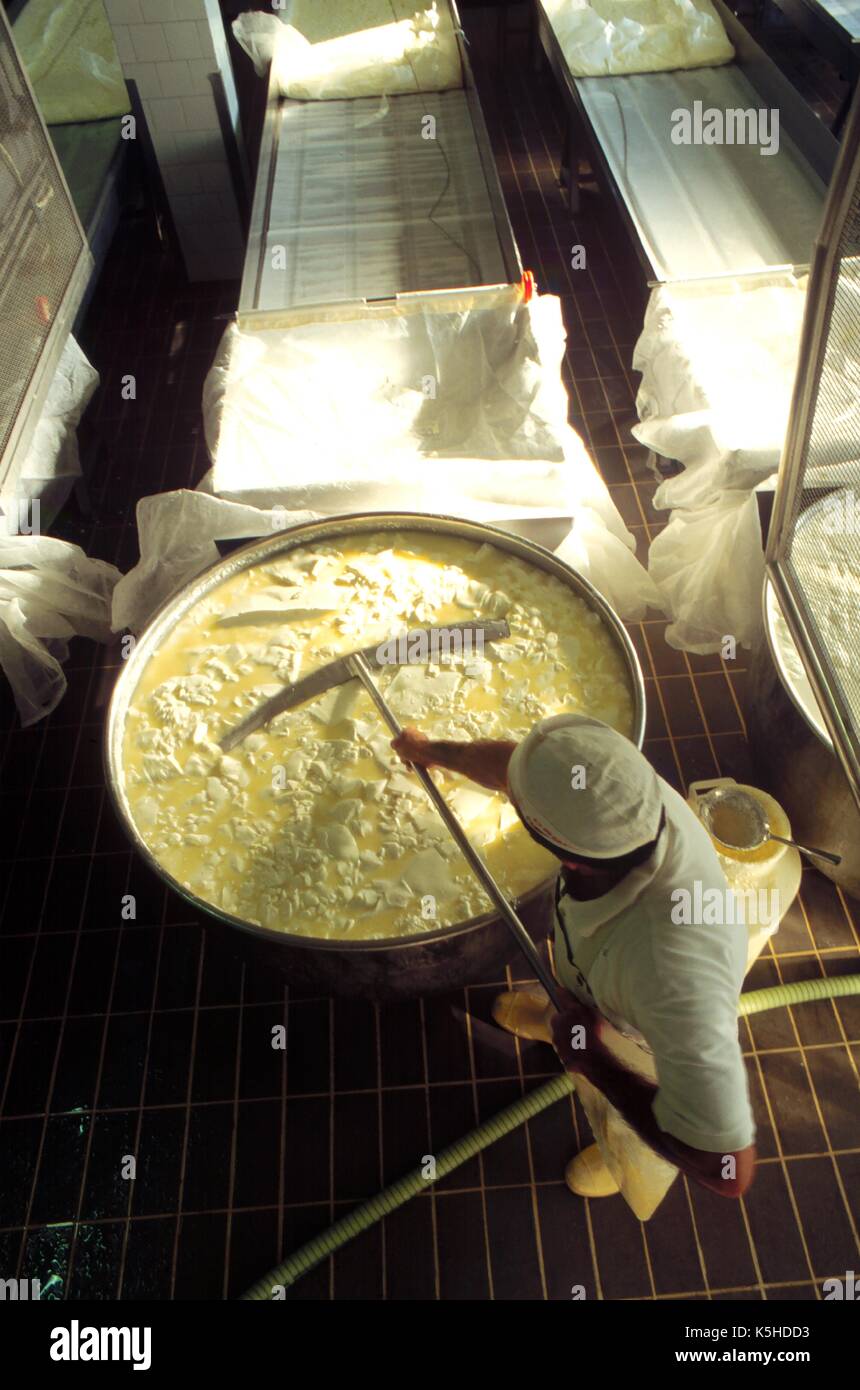 Italy, production of typical gorgonzola cheese in the province of Novara (Piedmont) Stock Photo