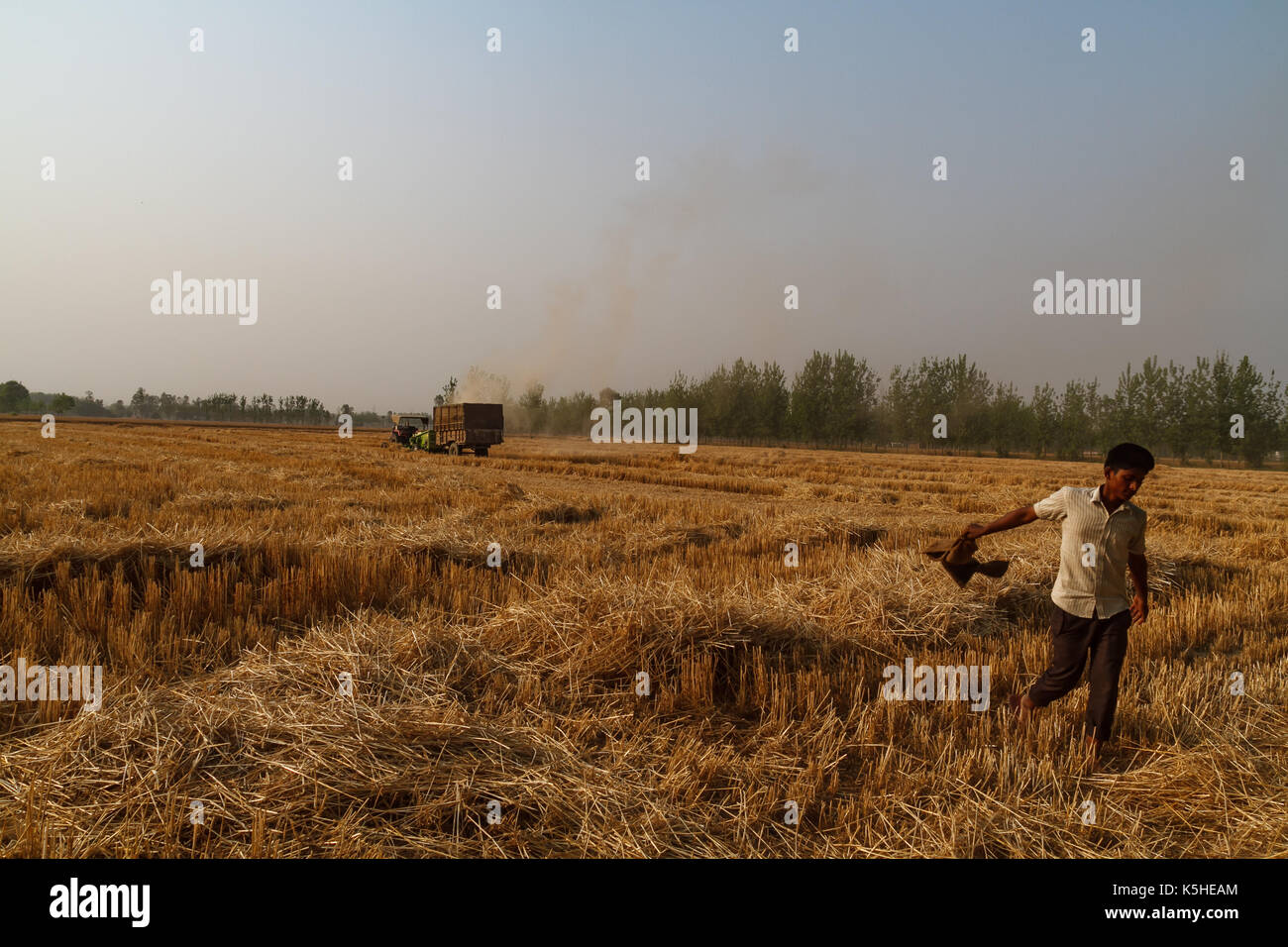 Wheat harvest season in Uttar Pradesh, India Stock Photo