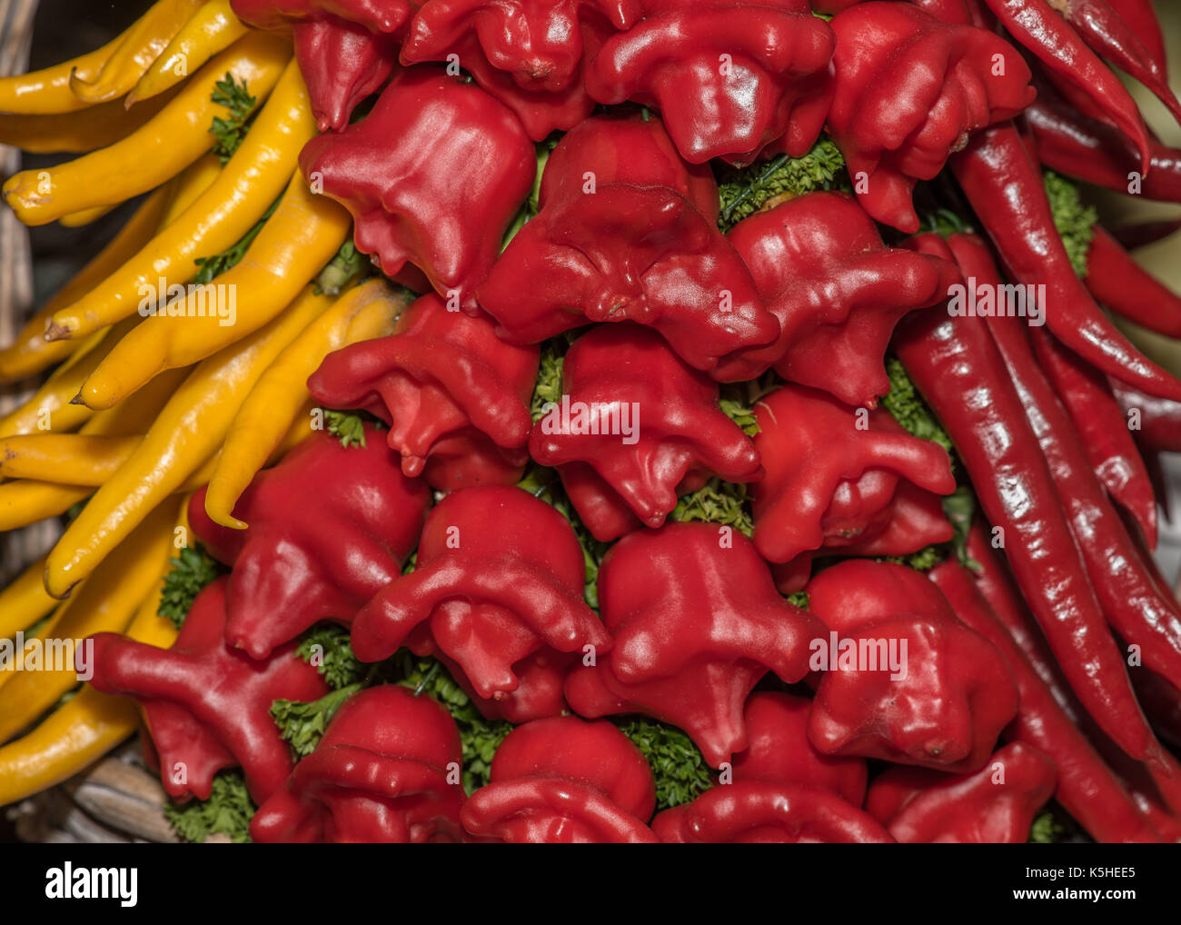 Golden cayenne hi-res stock photography and images - Alamy