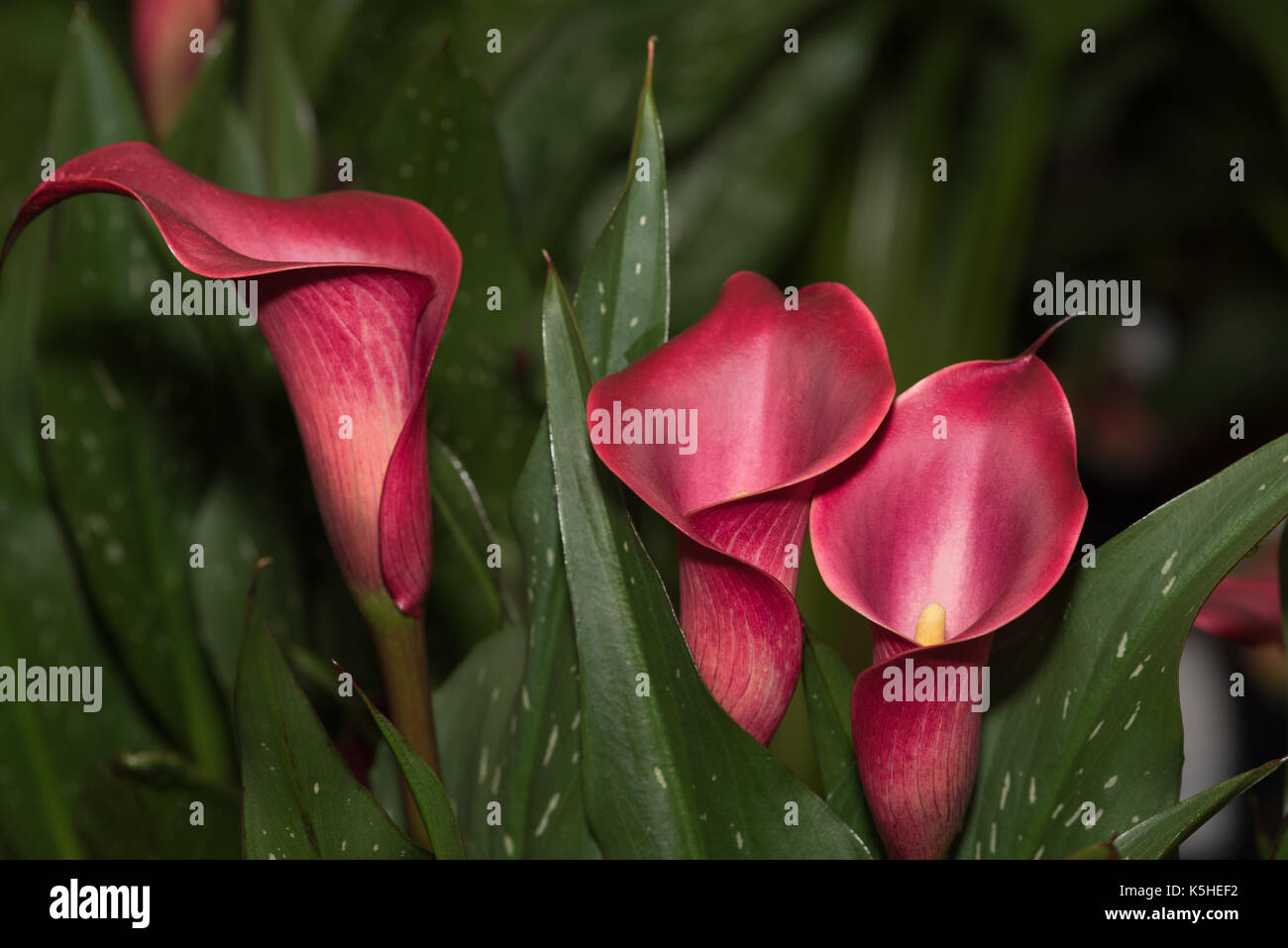 Close up of three perfect Zantedeschia flowers, variety Red Charm,  at a flower show in England.  With dark green leaves, spotted with white on a blac Stock Photo