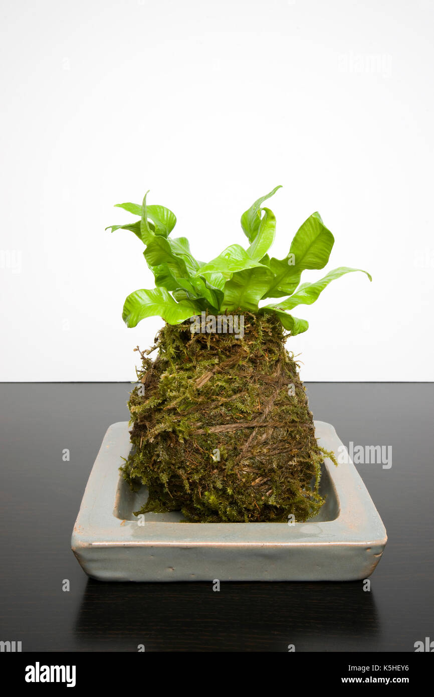 Kokedama a Japanese bonsai variety Stock Photo