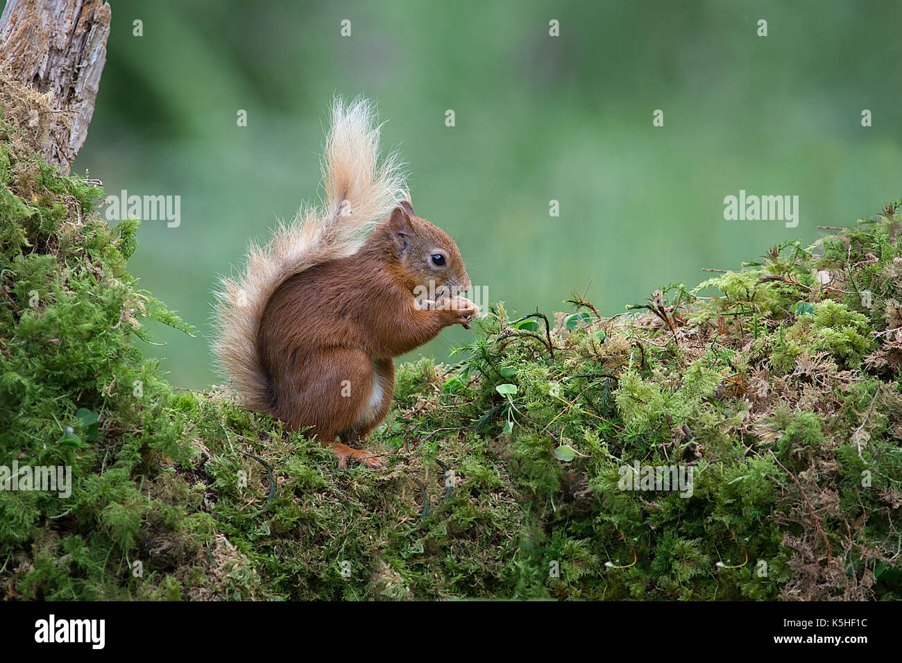 A red squirrel sits on a tree trunk covered in lichen eating a nut showing its bushy tail Stock Photo