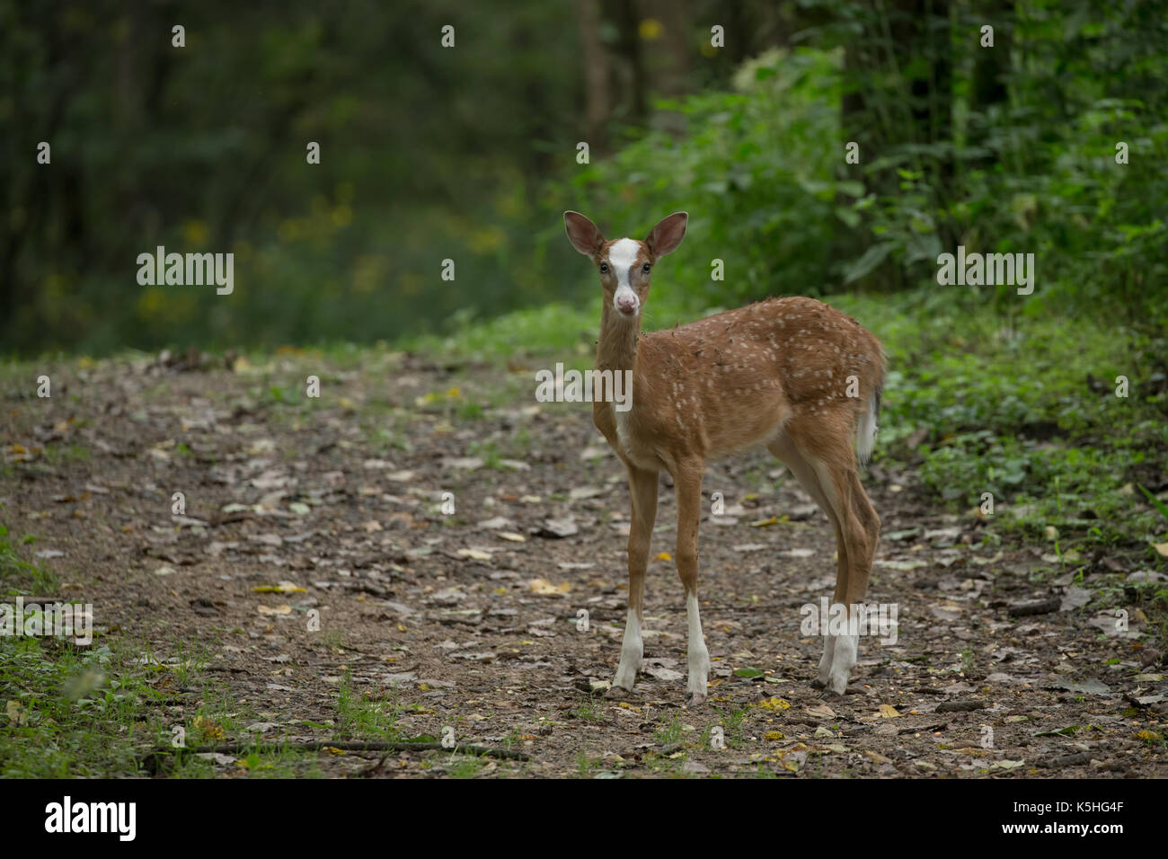 White-tailed Deer (Odocoileus virginianus), Piebald fawn Stock Photo