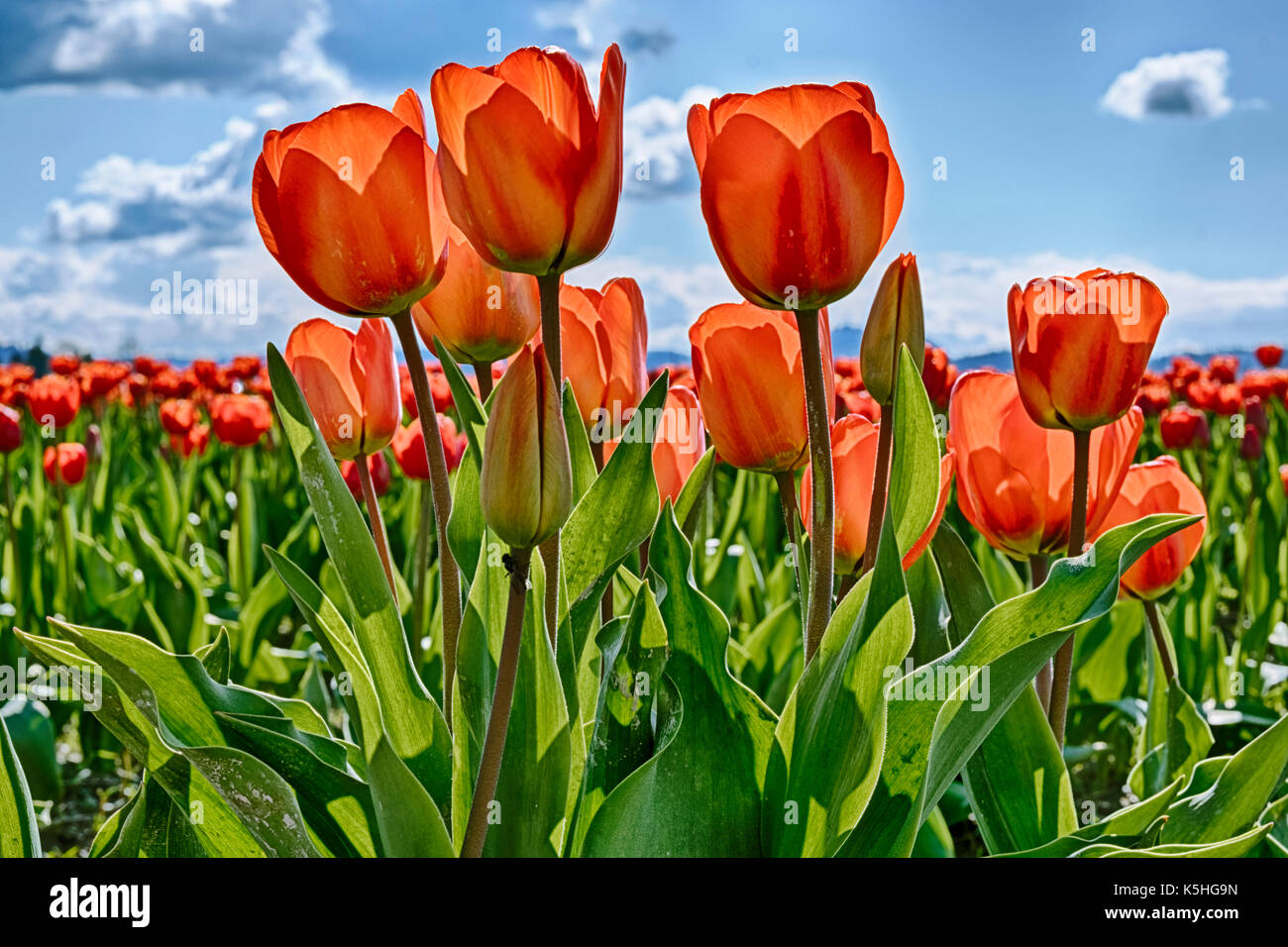 Red tulips are backlit by the sun on a farm in Washington State during