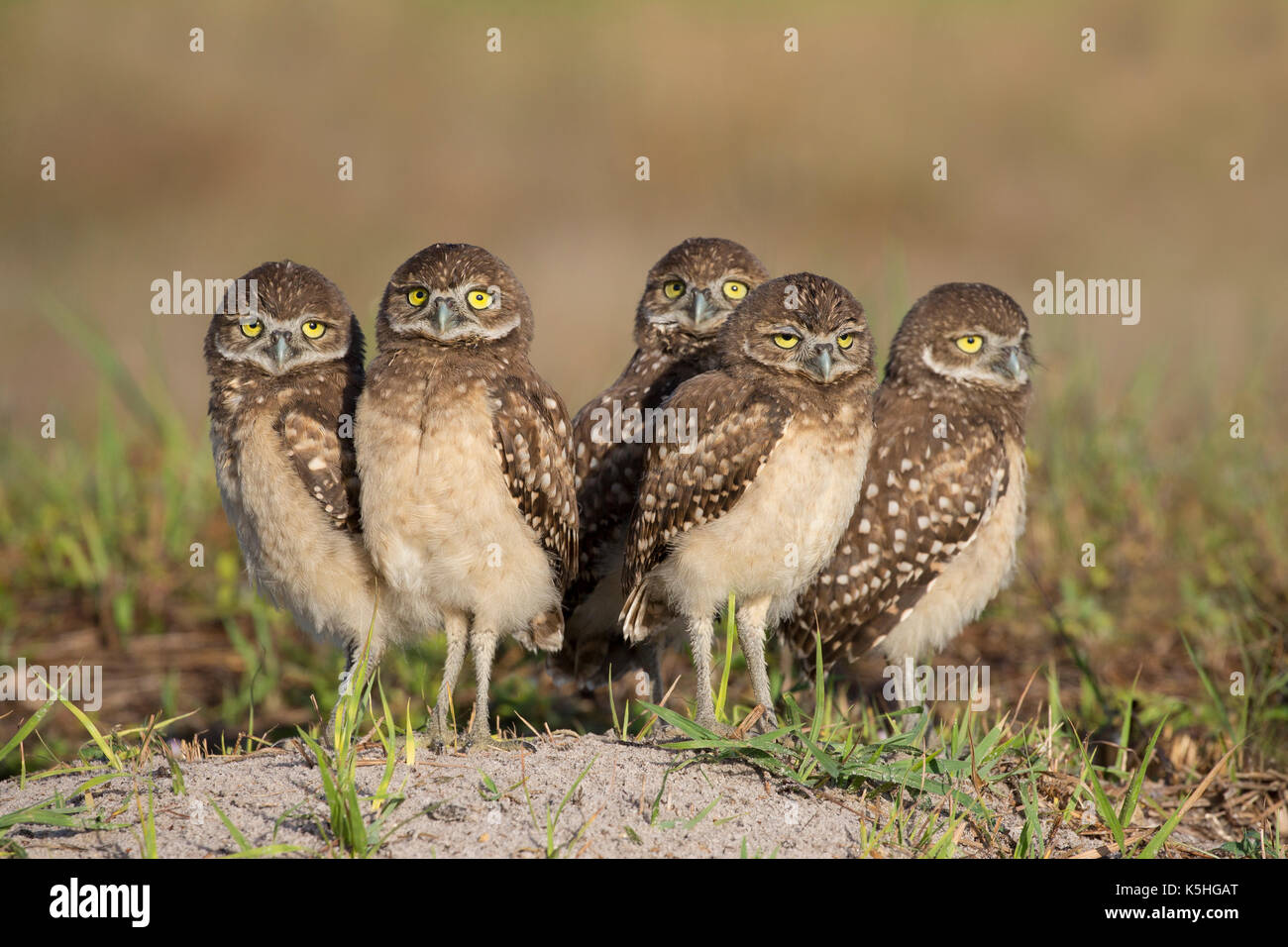 Juvenile Burrowing Owls (Athene cunicularia) standing by burrow in Florida Stock Photo