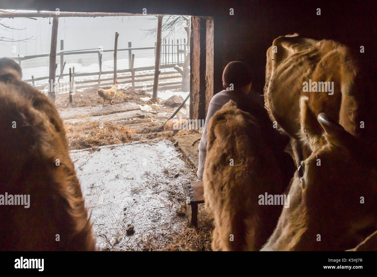 Life on a farm in the village of Dorikha in the Haa Valley of Western Bhutan Stock Photo