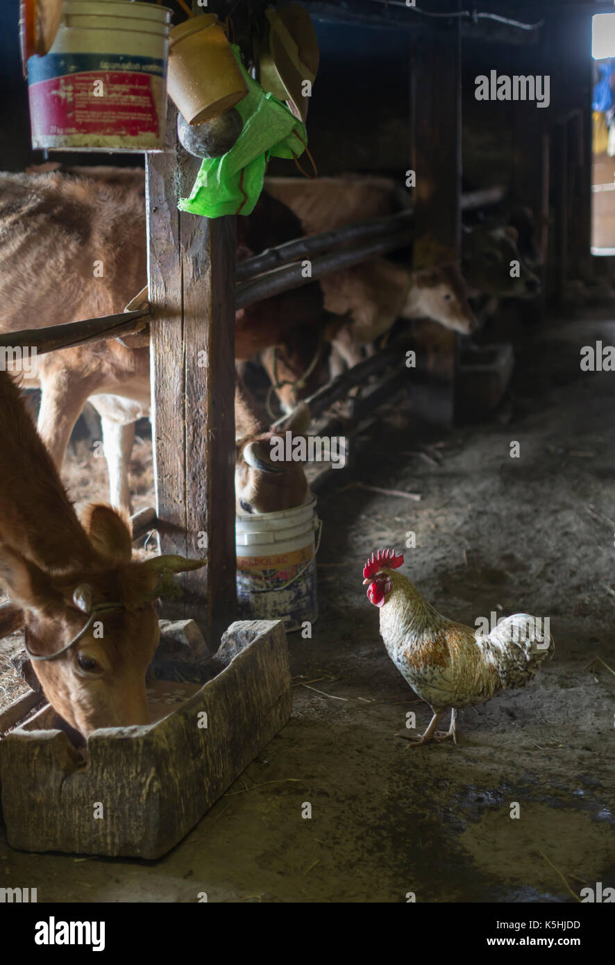 Life on a farm in the village of Dorikha in the Haa Valley of Western Bhutan Stock Photo