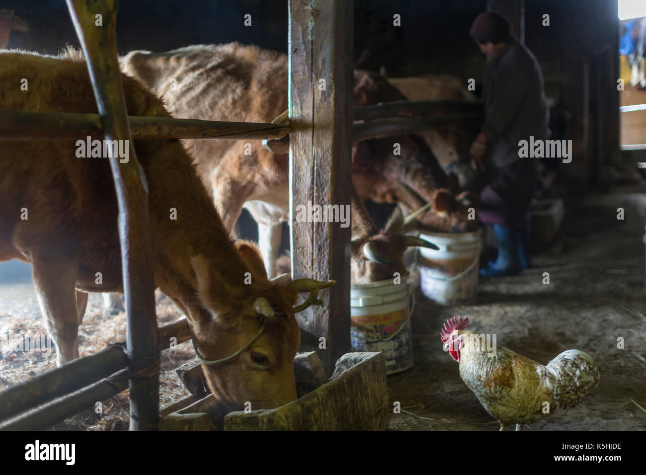 Life on a farm in the village of Dorikha in the Haa Valley of Western Bhutan Stock Photo