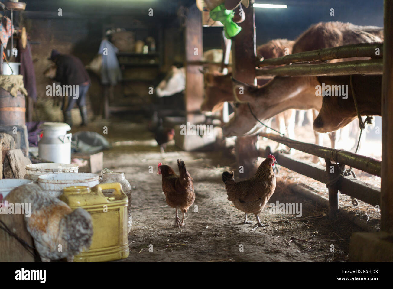 Life on a farm in the village of Dorikha in the Haa Valley of Western Bhutan Stock Photo