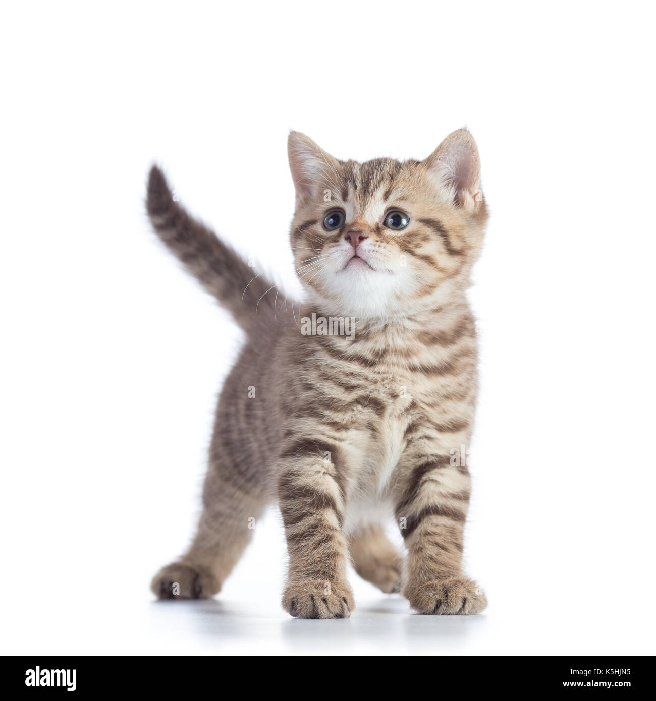 Cute baby tabby kitten isolated on white background Stock Photo - Alamy