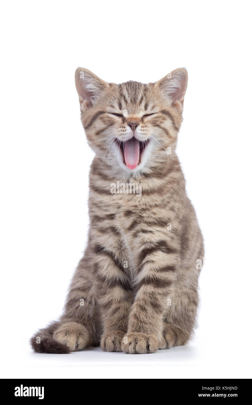 Small cat kitten with open mouth yawning. Studio shot. Stock Photo