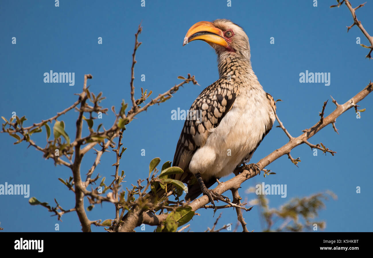 Southern Yellow-billed Hornbill (Tockus leucomelas) Stock Photo